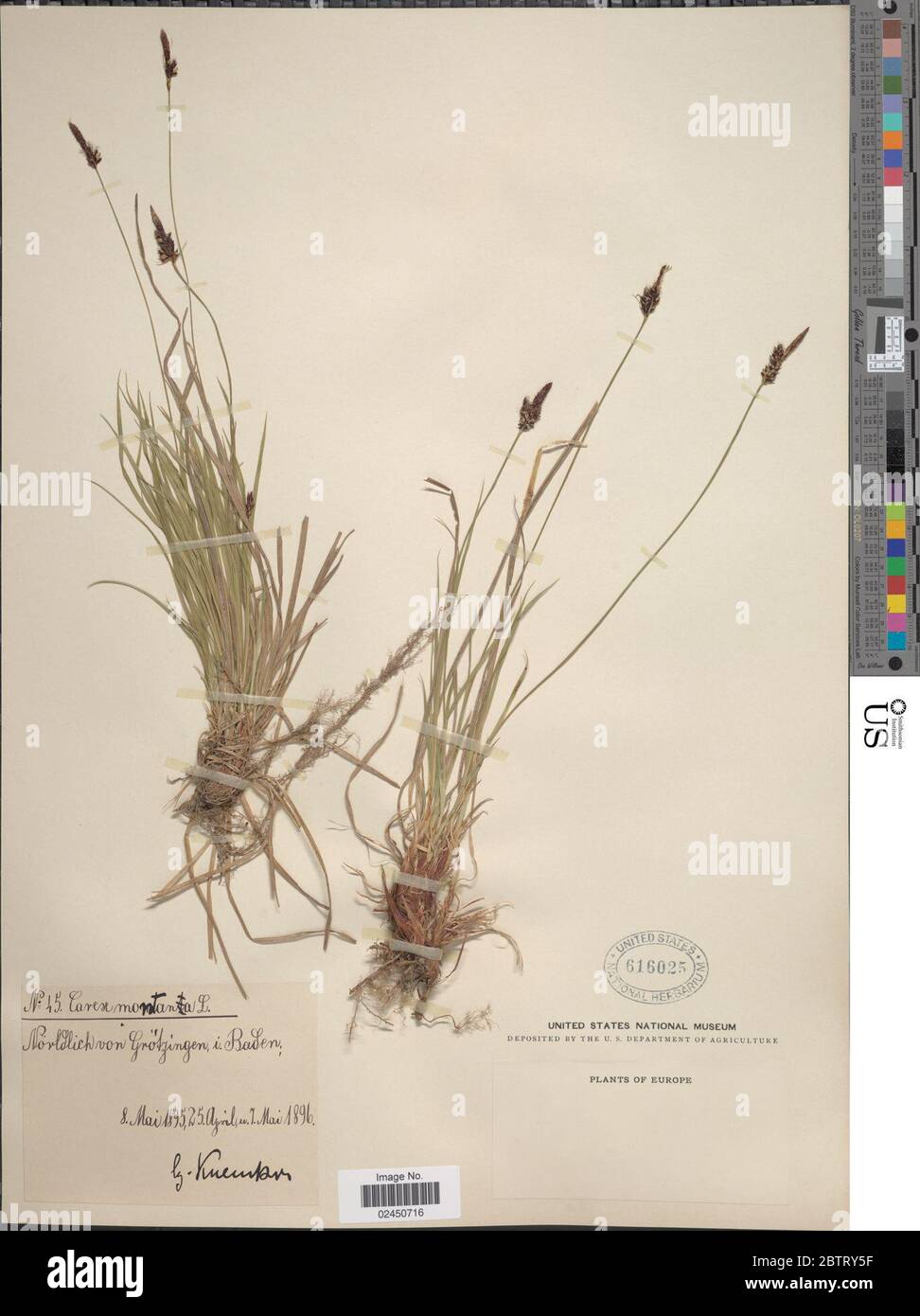 Carex montana L. Stock Photo