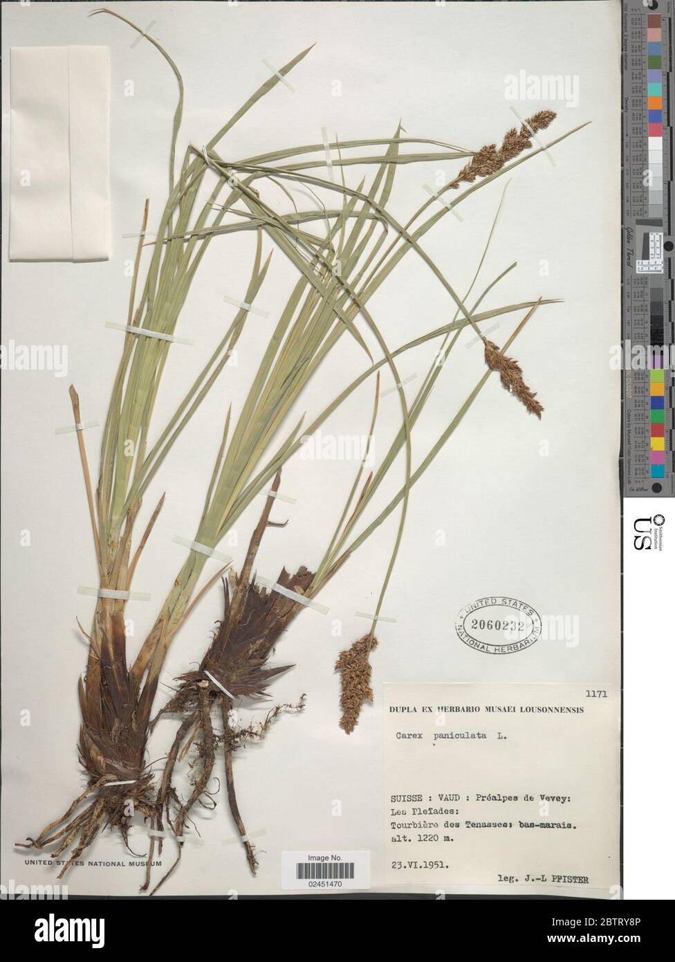 Carex paniculata L. Stock Photo