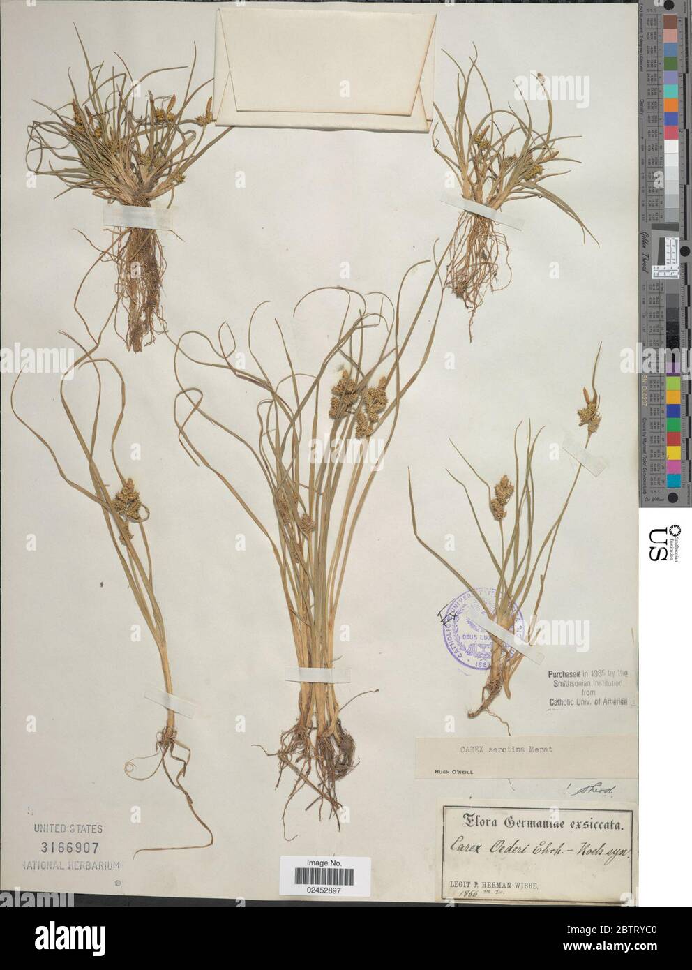 Carex serotina Mrat. Stock Photo