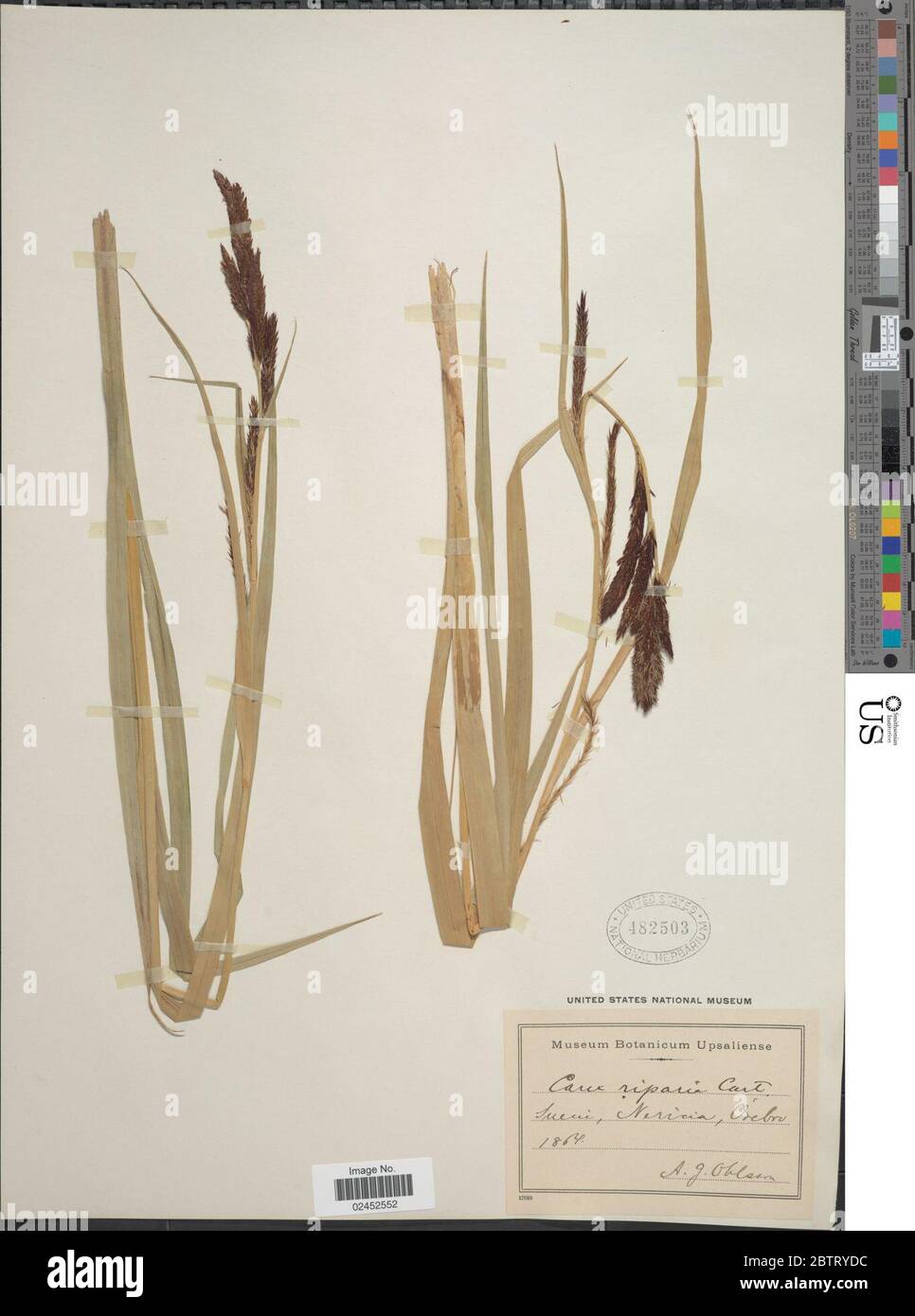 Craex Riparia Carex riparia hi-res stock photography and images - Alamy