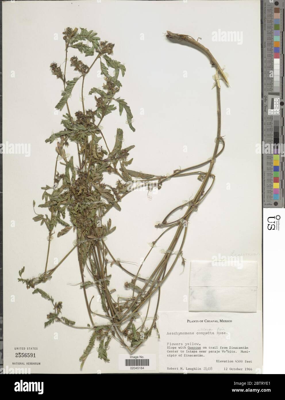 Aeschynomene villosa var longifolia Micheli Rudd. 11 Jan 20181 Stock Photo