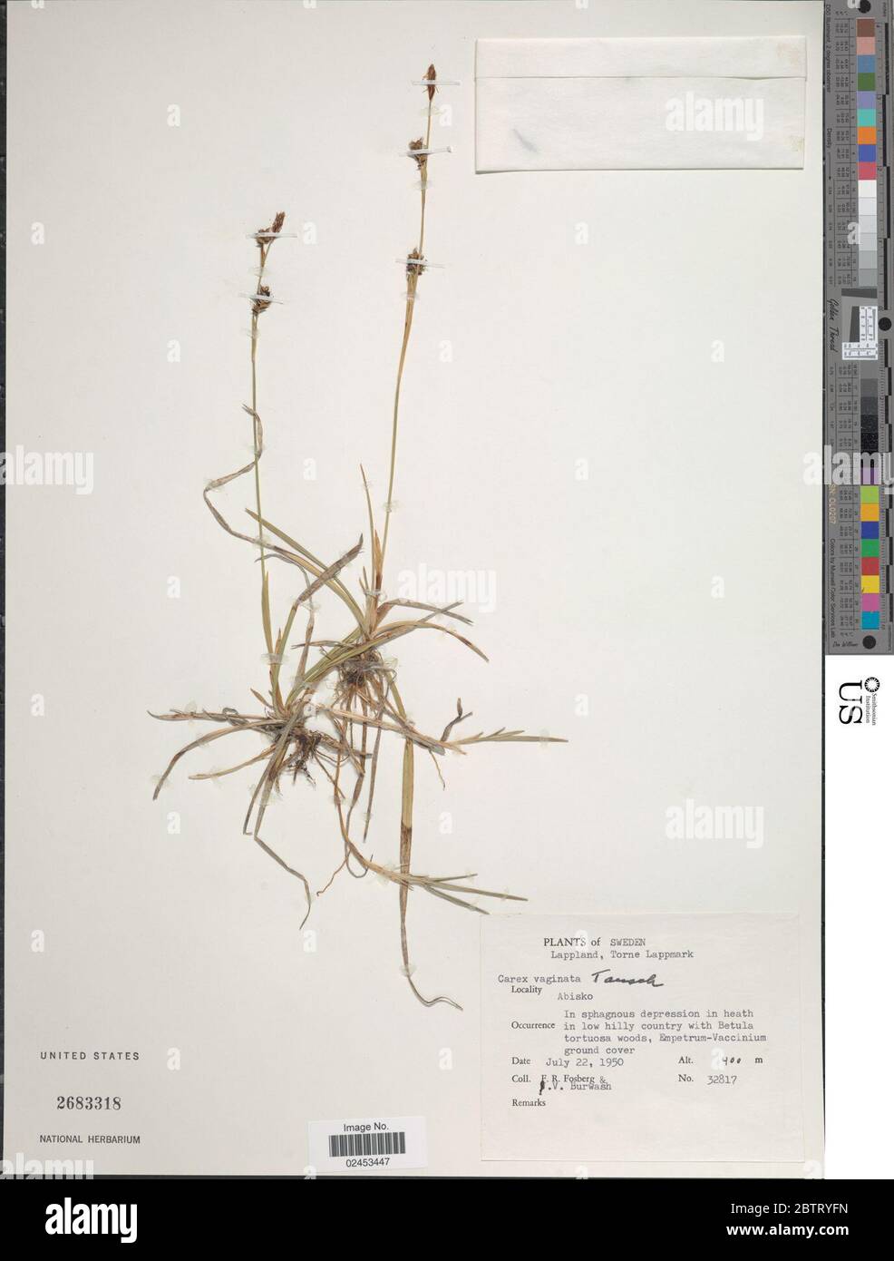 Carex vaginata Tausch. Stock Photo