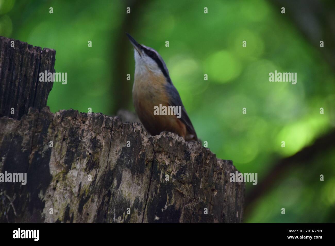 Nuthatch in close up in a British woodland Stock Photo