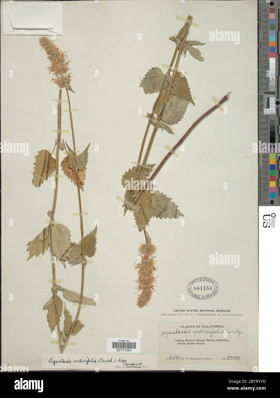 Agastache urticifolia Benth Kuntze. 14 Sep 20181 Stock Photo