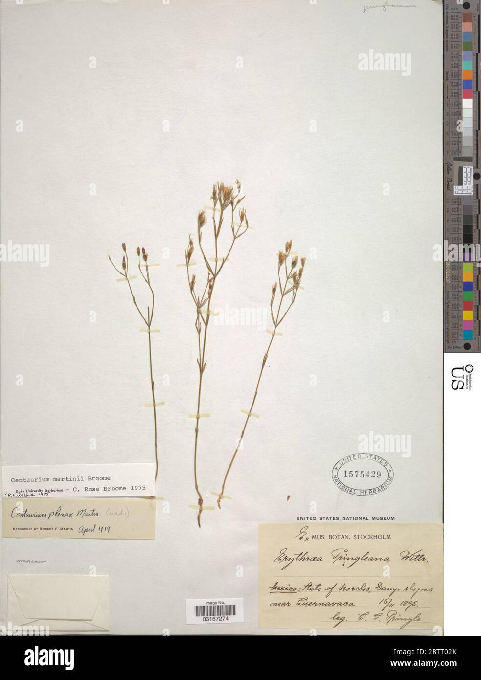 Centaurium martinii CR Broome. Stock Photo