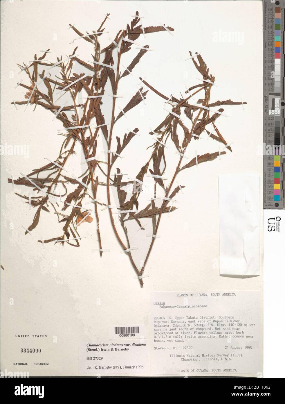 Chamaecrista nictitans var disadena Steud HS Irwin Barneby. Stock Photo