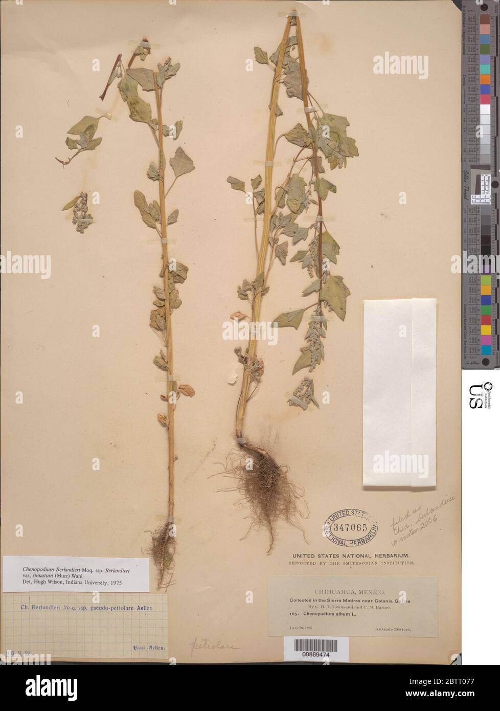 Chenopodium berlandieri var sinuatum Murr Wahl. Stock Photo