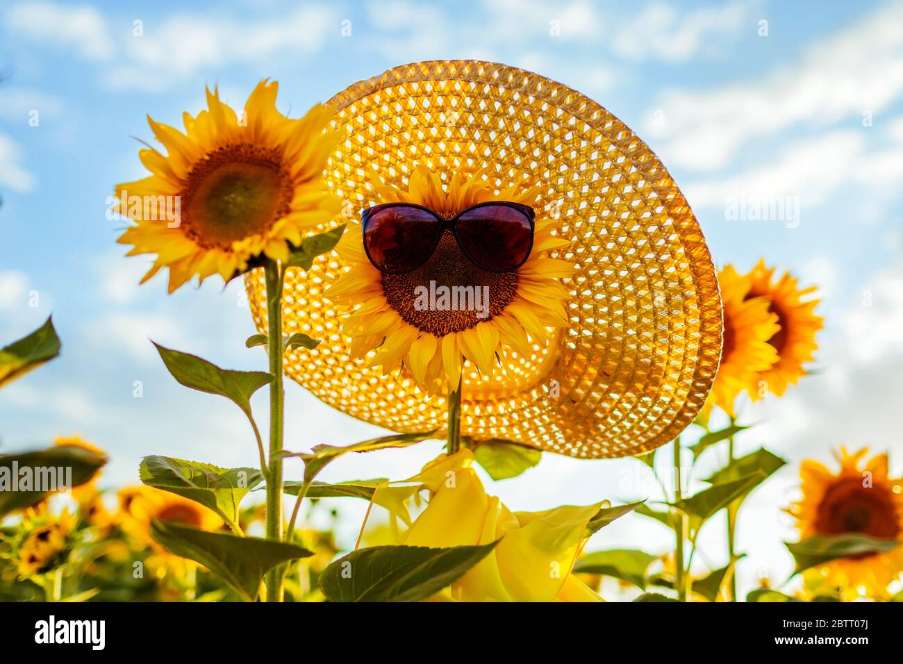 Blooming sunflower in sunglasses scarf and straw hat growing in summer field. Summer vacation Stock Photo