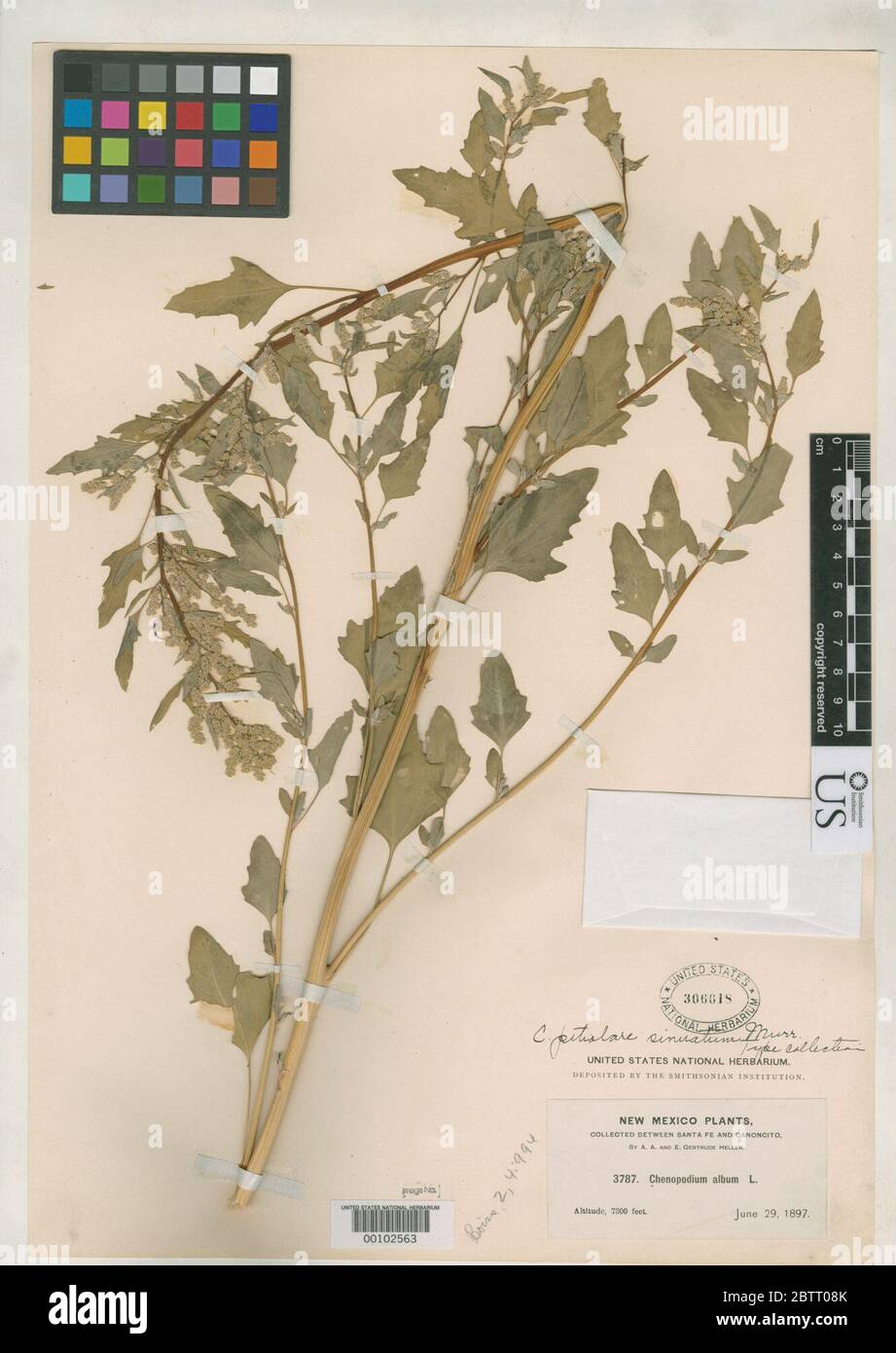 Chenopodium petiolare var sinuatum Murr. Stock Photo