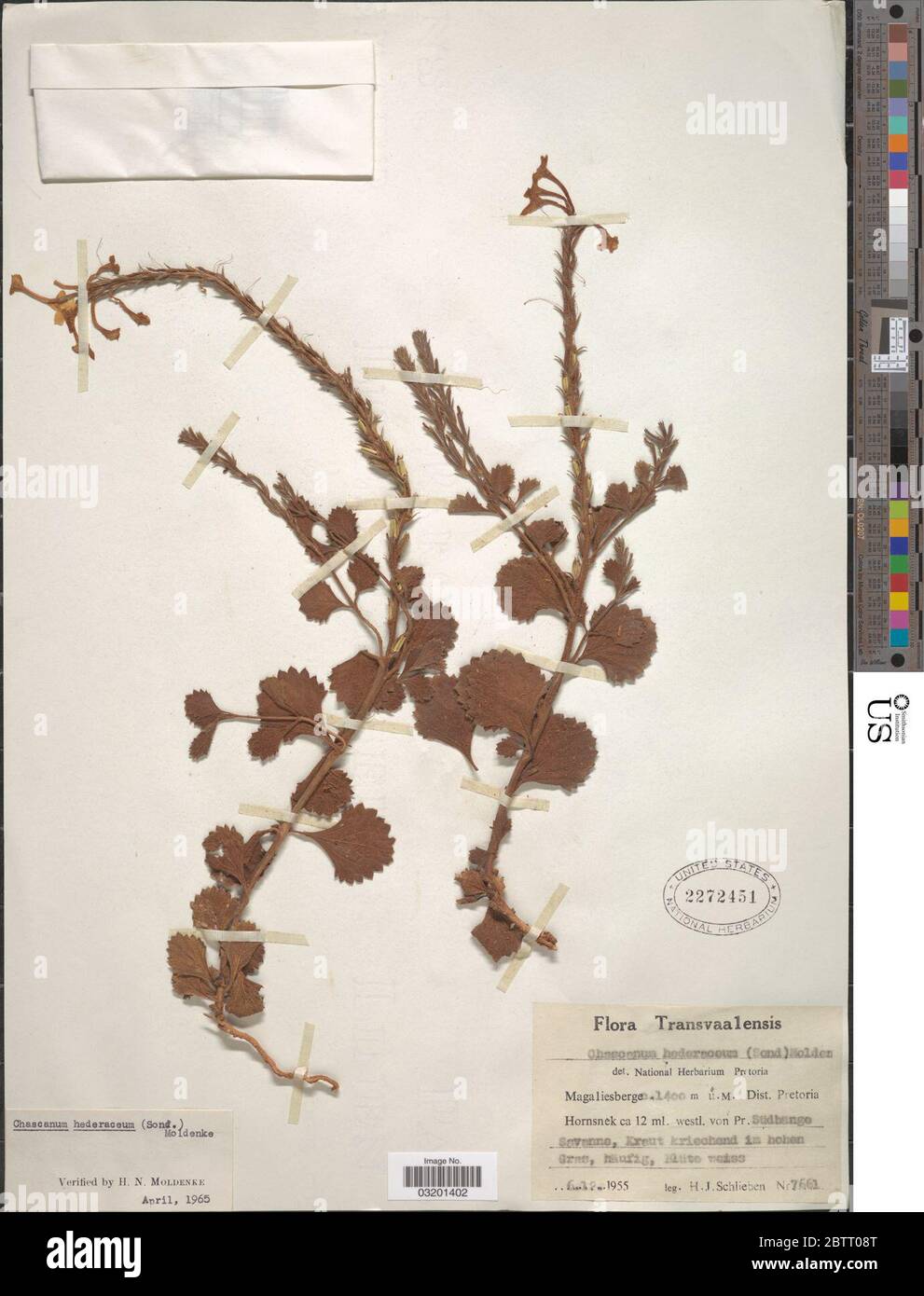 Chascanum hederaceum Sonder Moldenke. Stock Photo
