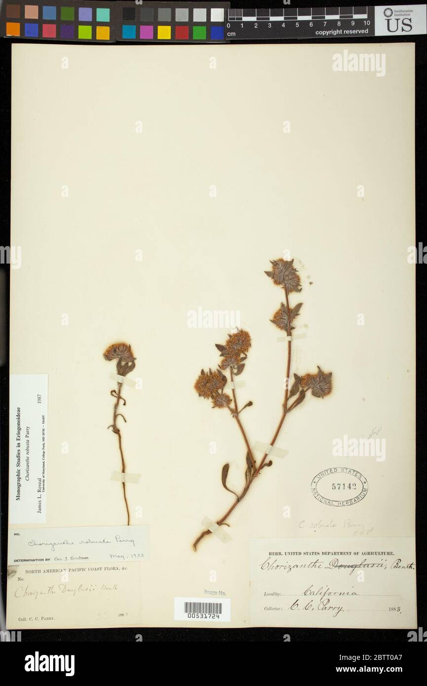 Chorizanthe robusta Parry. Stock Photo