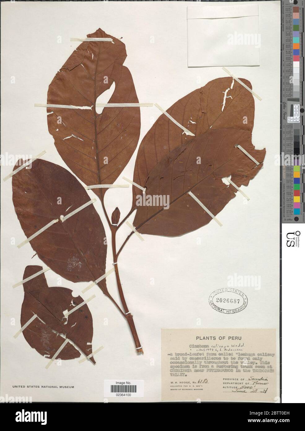 Cinchona calisaya hires stock photography and images Alamy