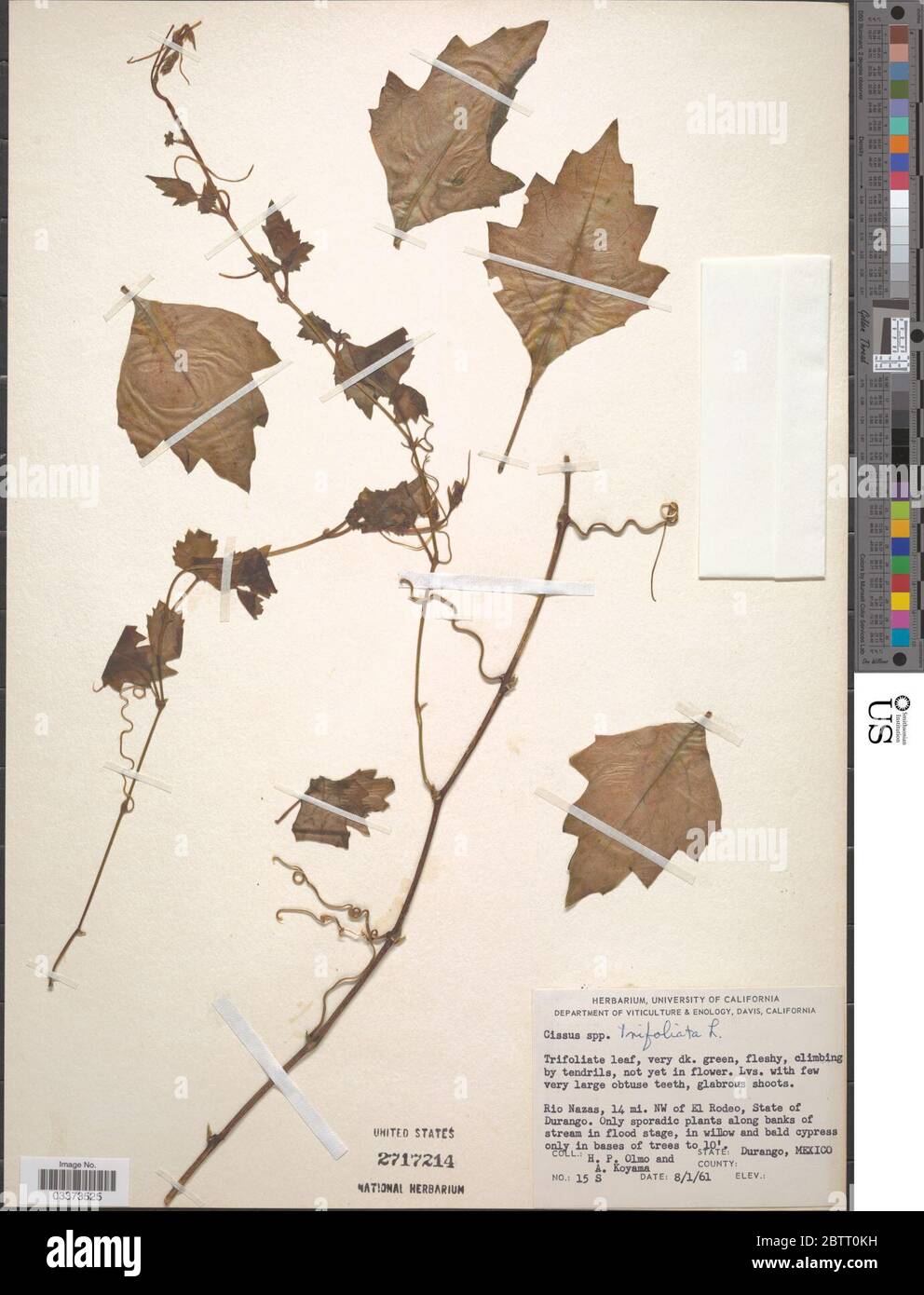 Cissus trifoliata L. Stock Photo