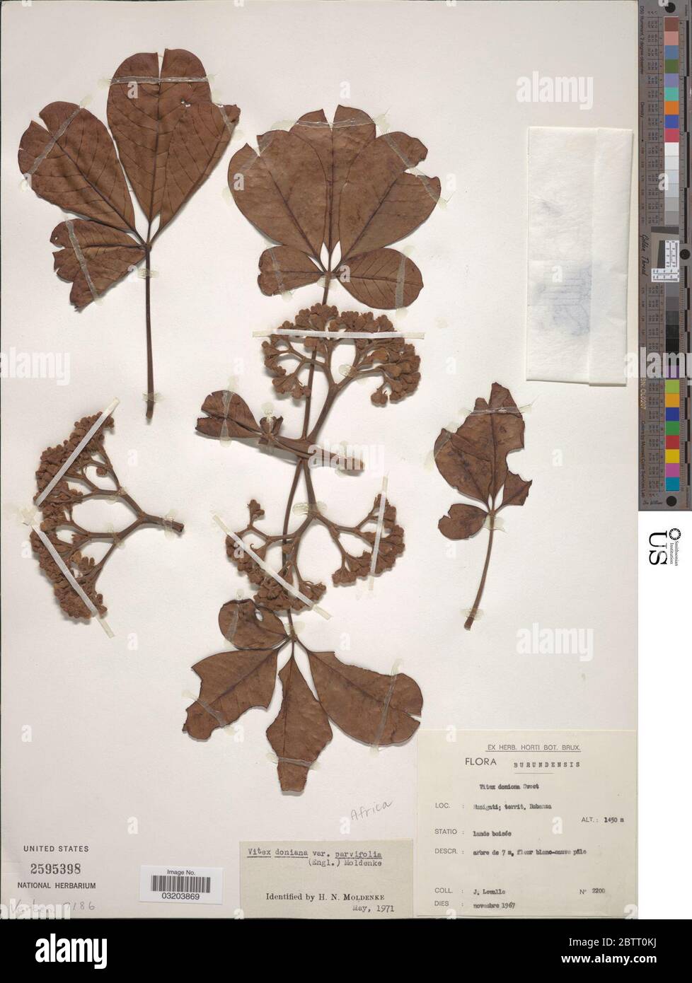 Citharexylum doniana var parvifolia. Stock Photo