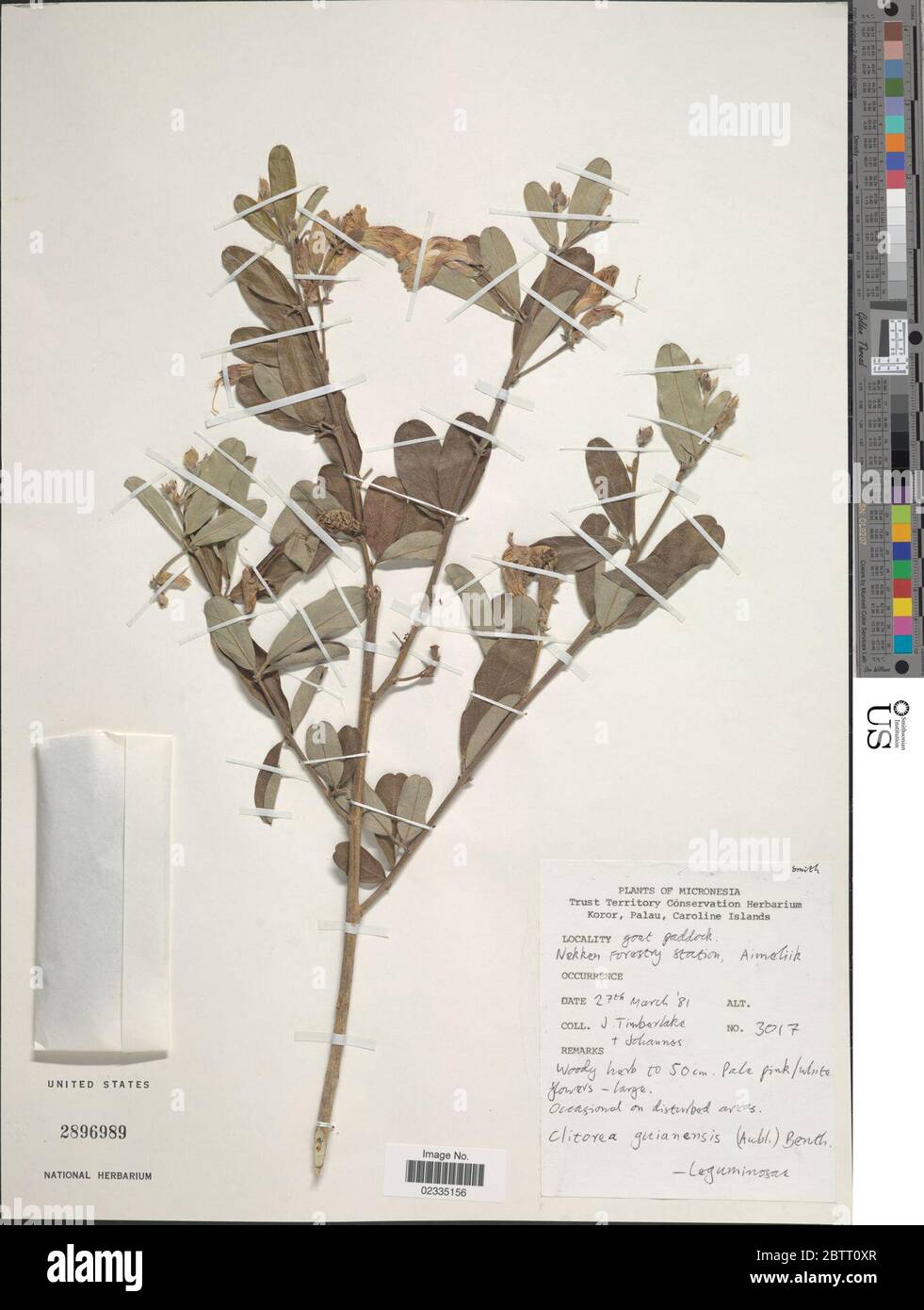 Clitoria cajanifolia Benth. Stock Photo
