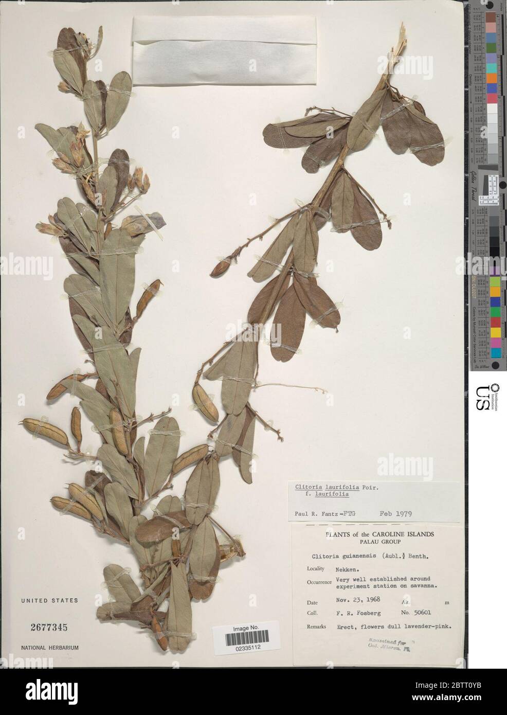Clitoria laurifolia Poir. Stock Photo
