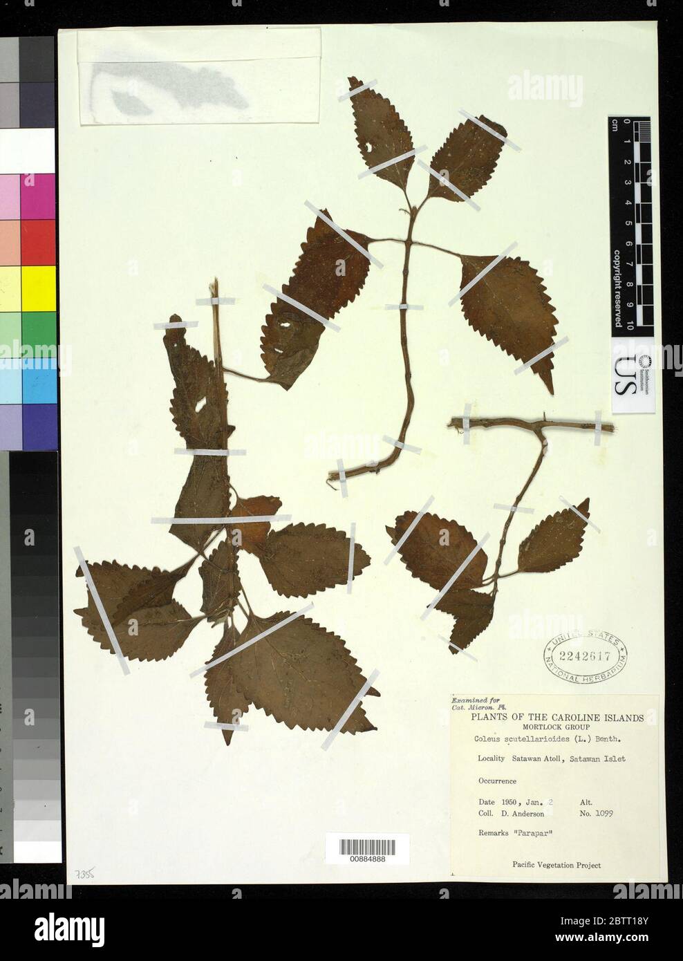Coleus scutellarioides L Benth. Stock Photo