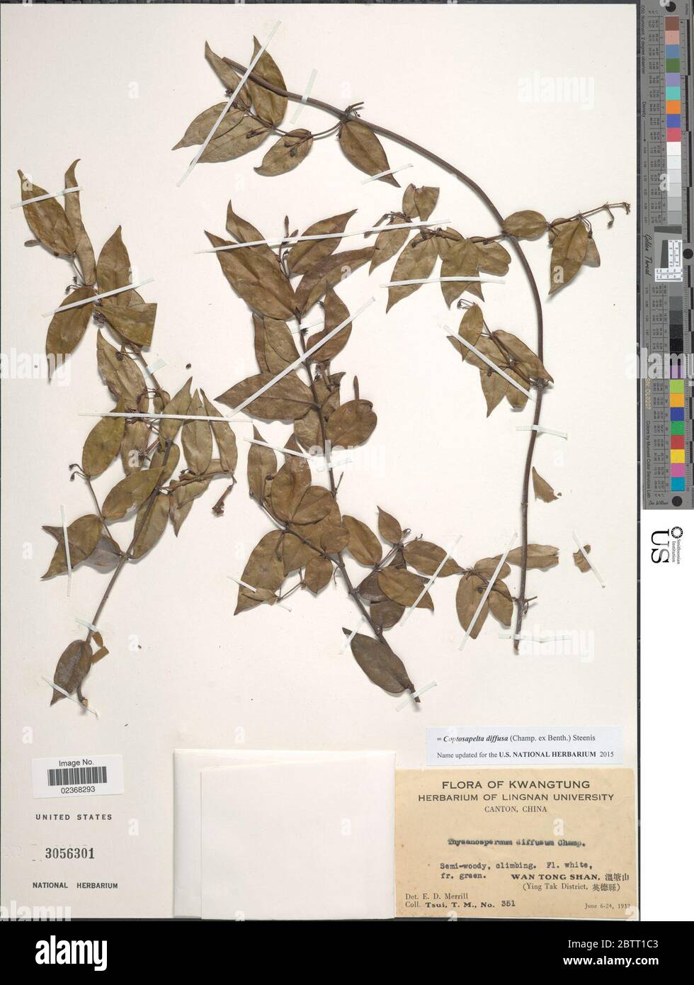 Coptosapelta diffusa Champ ex Benth Steenis. Stock Photo