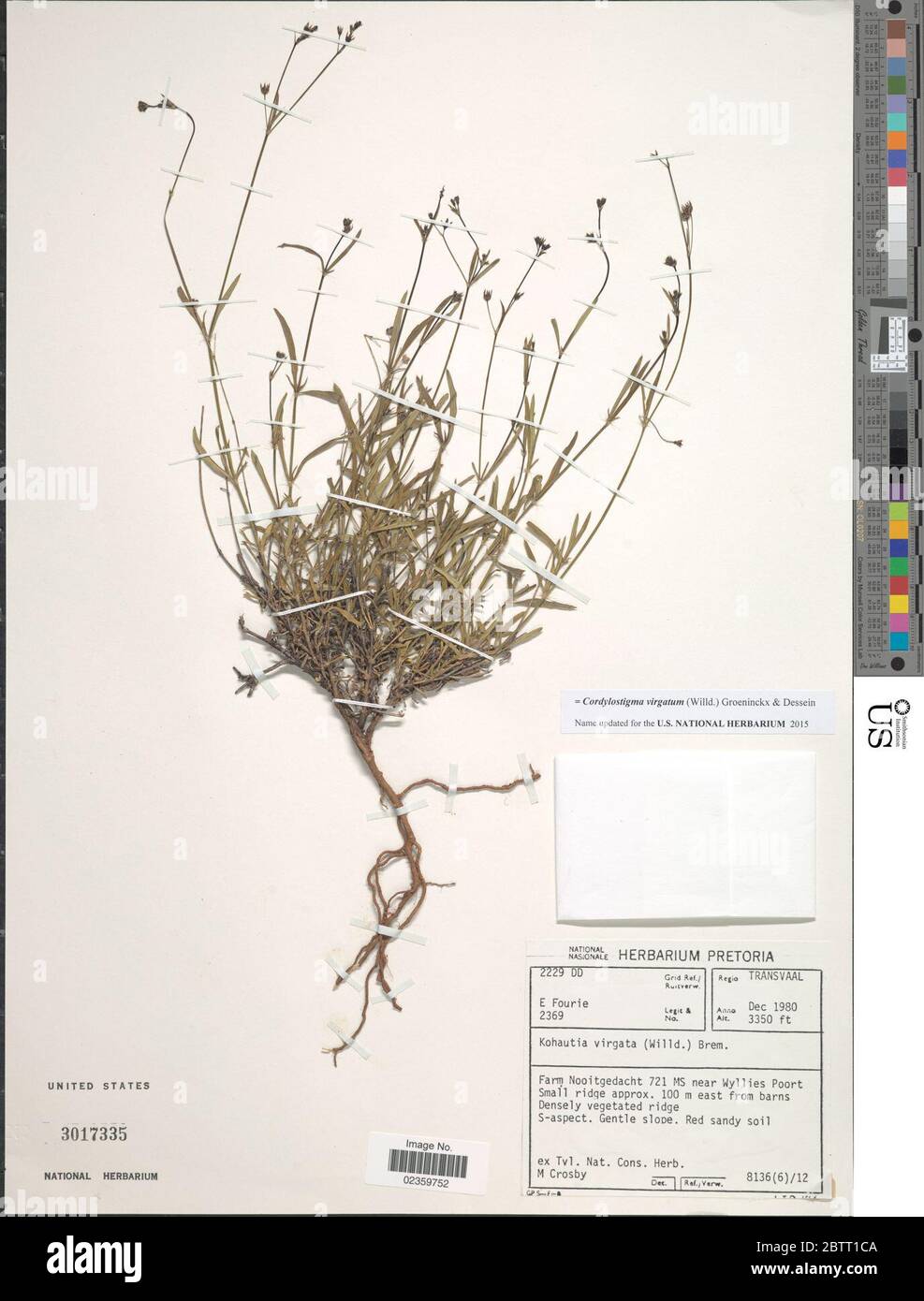 Cordylostigma virgatum Willd Groeninckx Dessein. Stock Photo
