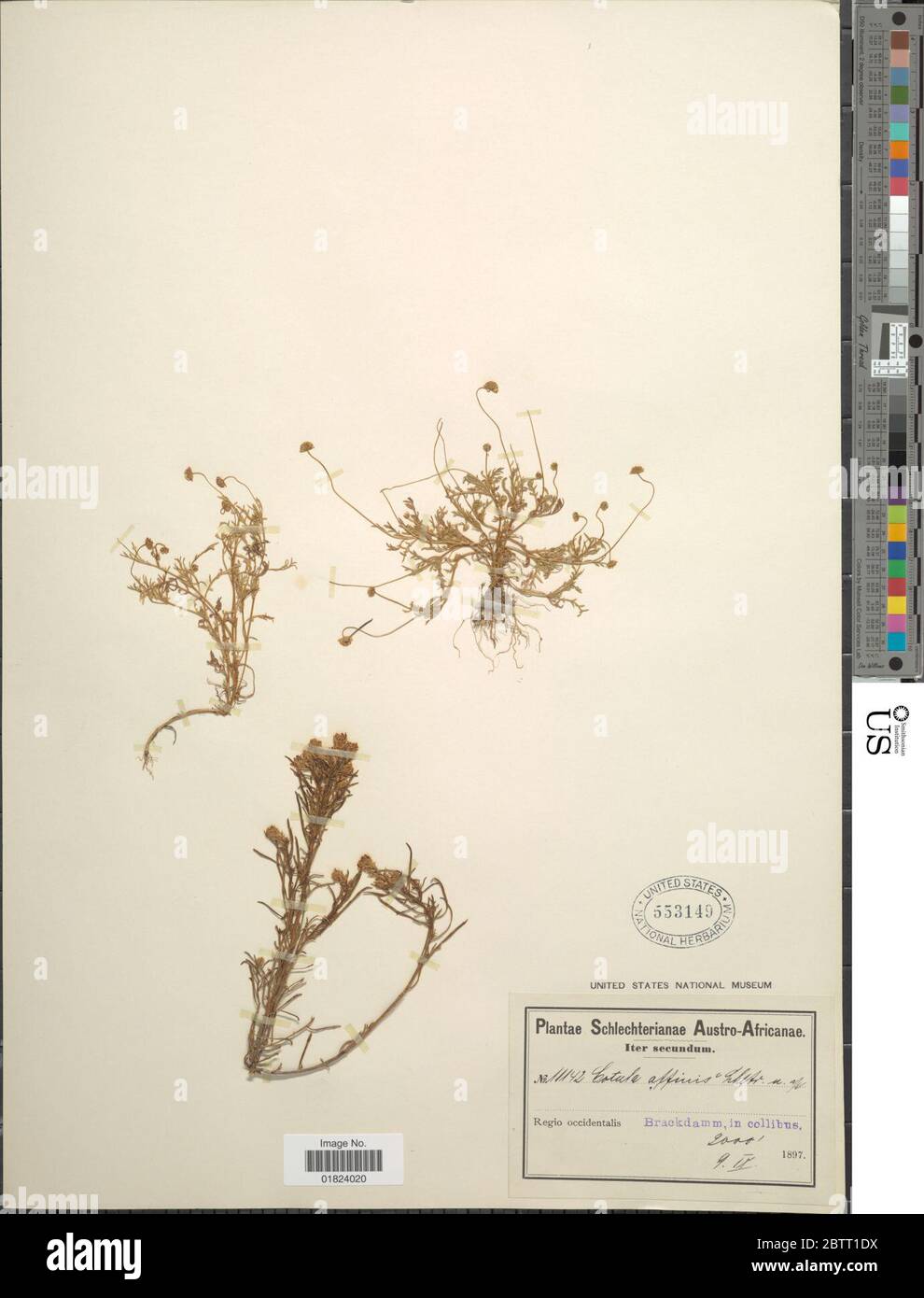 Cotula affinis. Stock Photo