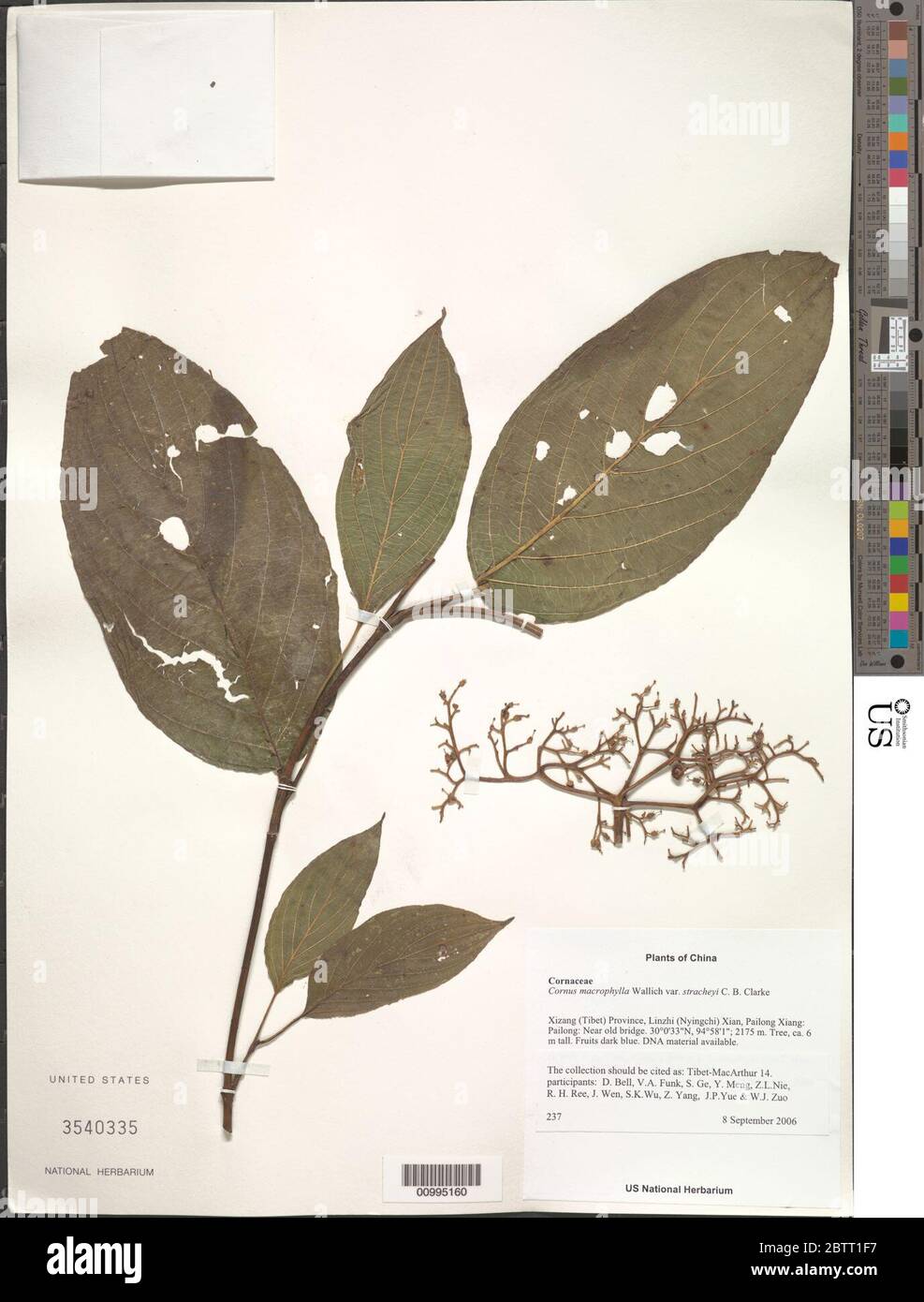Cornus macrophylla var stracheyi CB Clarke. Stock Photo