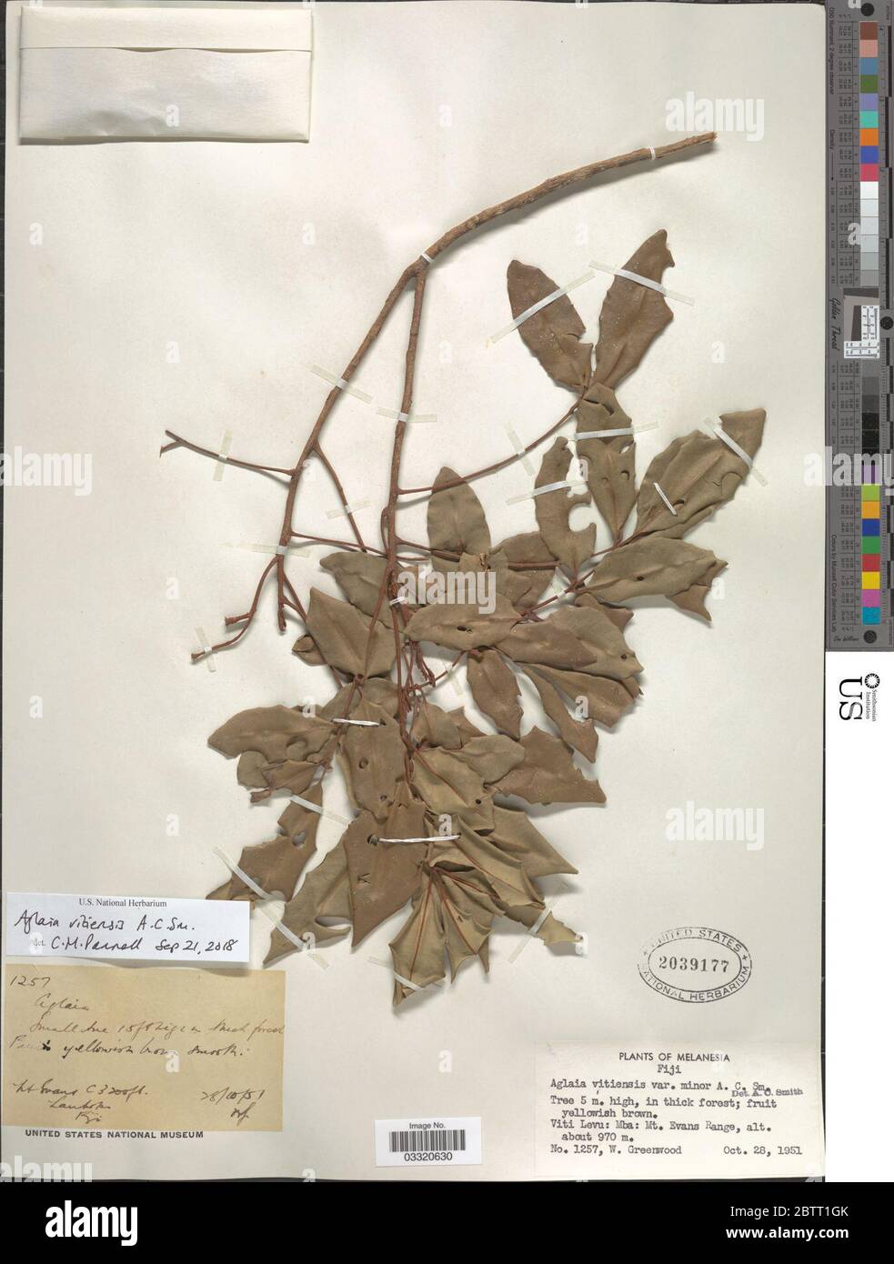 Aglaia vitiensis AC Sm. 29 May 20191 Stock Photo