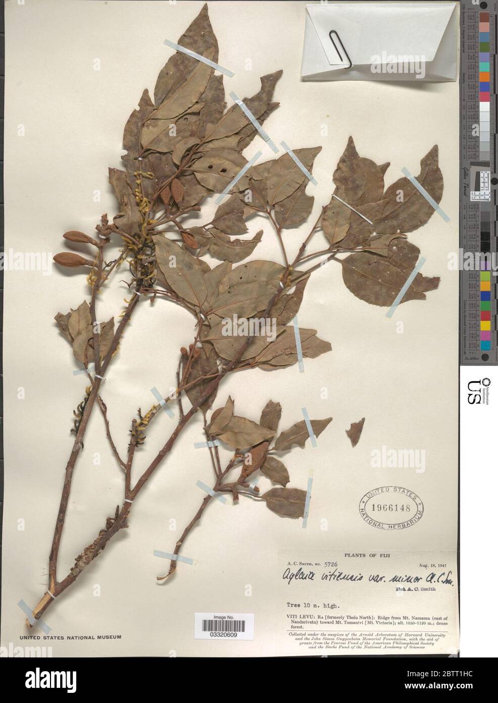 Aglaia vitiensis AC Sm. 17 Dec 20191 Stock Photo