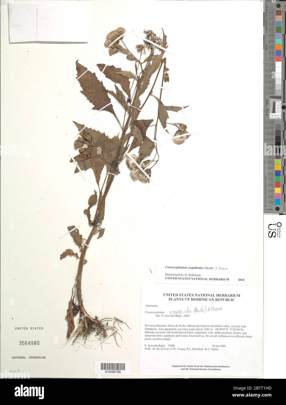 Crassocephalum crepidioides Benth S Moore. Stock Photo
