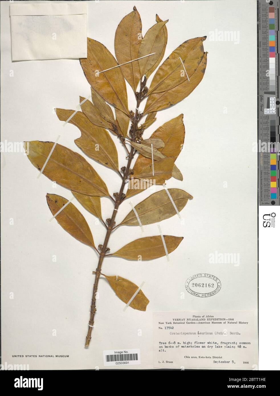 Craterispermum laurinum Poir Benth. Stock Photo