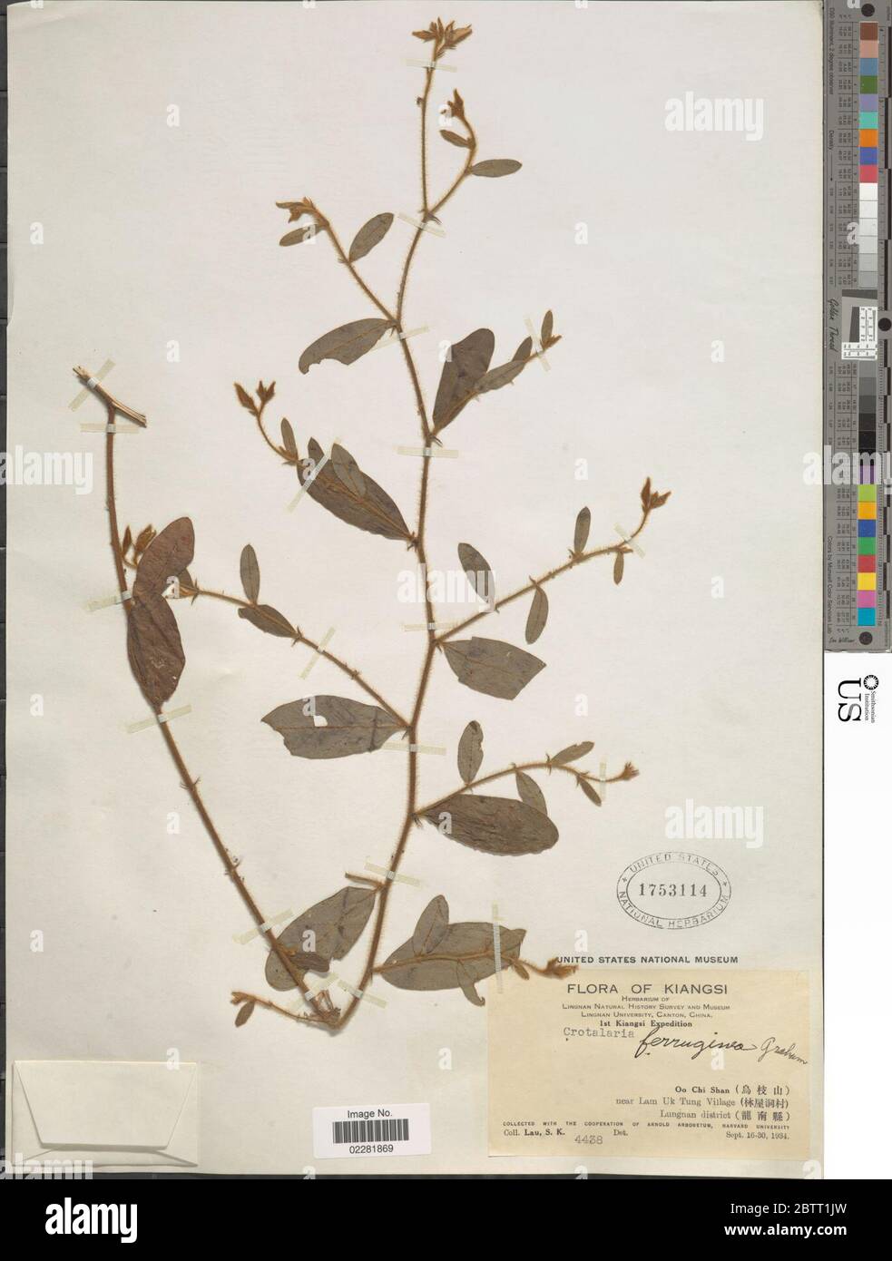 Crotalaria ferruginea Graham ex Benth. Stock Photo