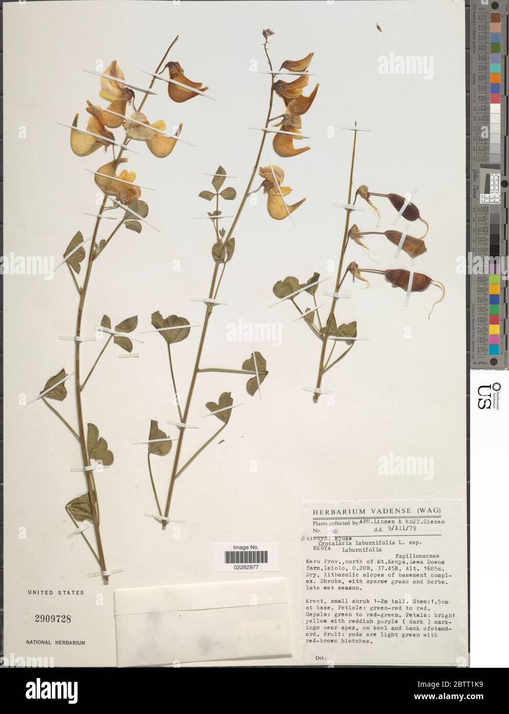 Crotalaria laburnifolia L. Stock Photo