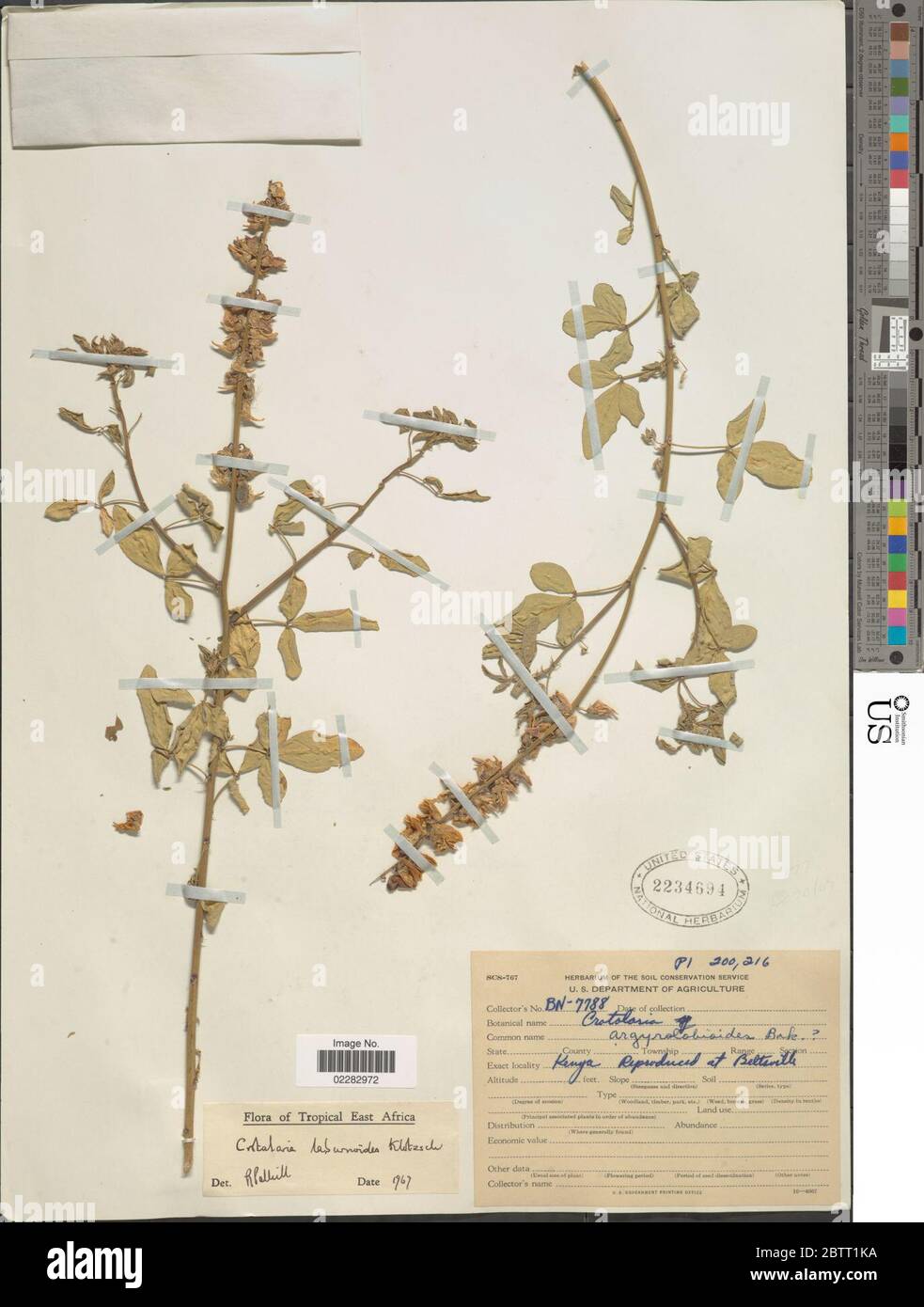 Crotalaria laburnoides Klotzsch. Stock Photo