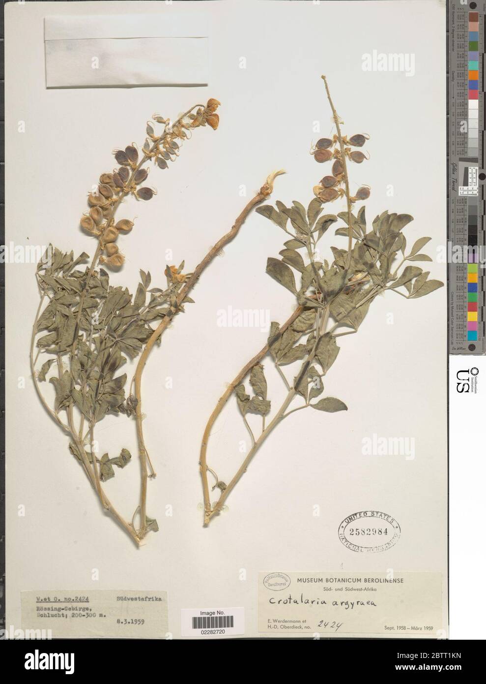 Crotalaria argyraea. Stock Photo