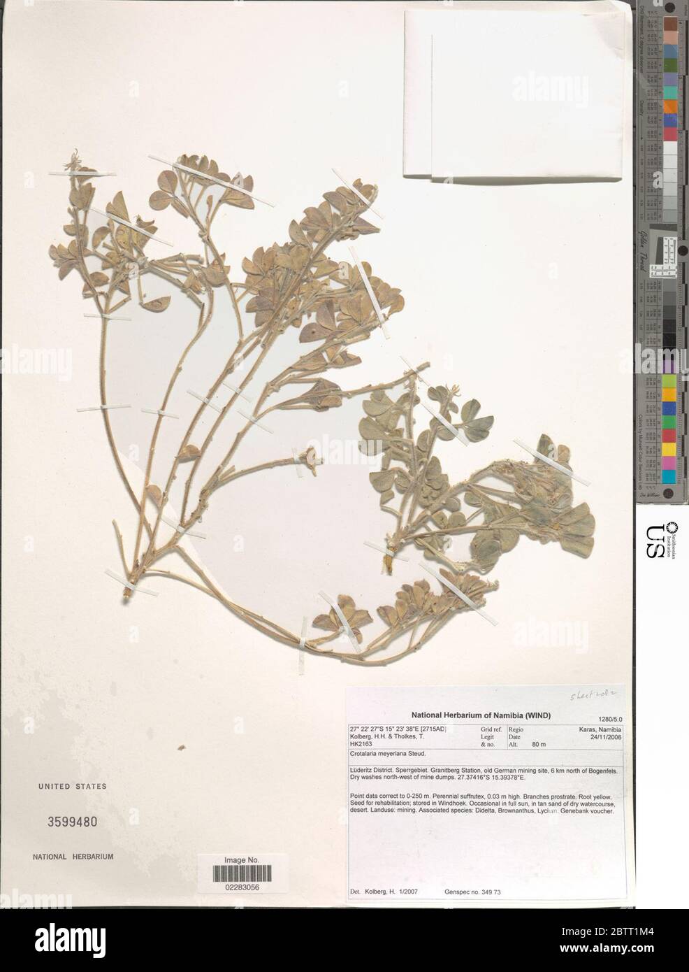 Crotalaria meyerana Steud. Stock Photo