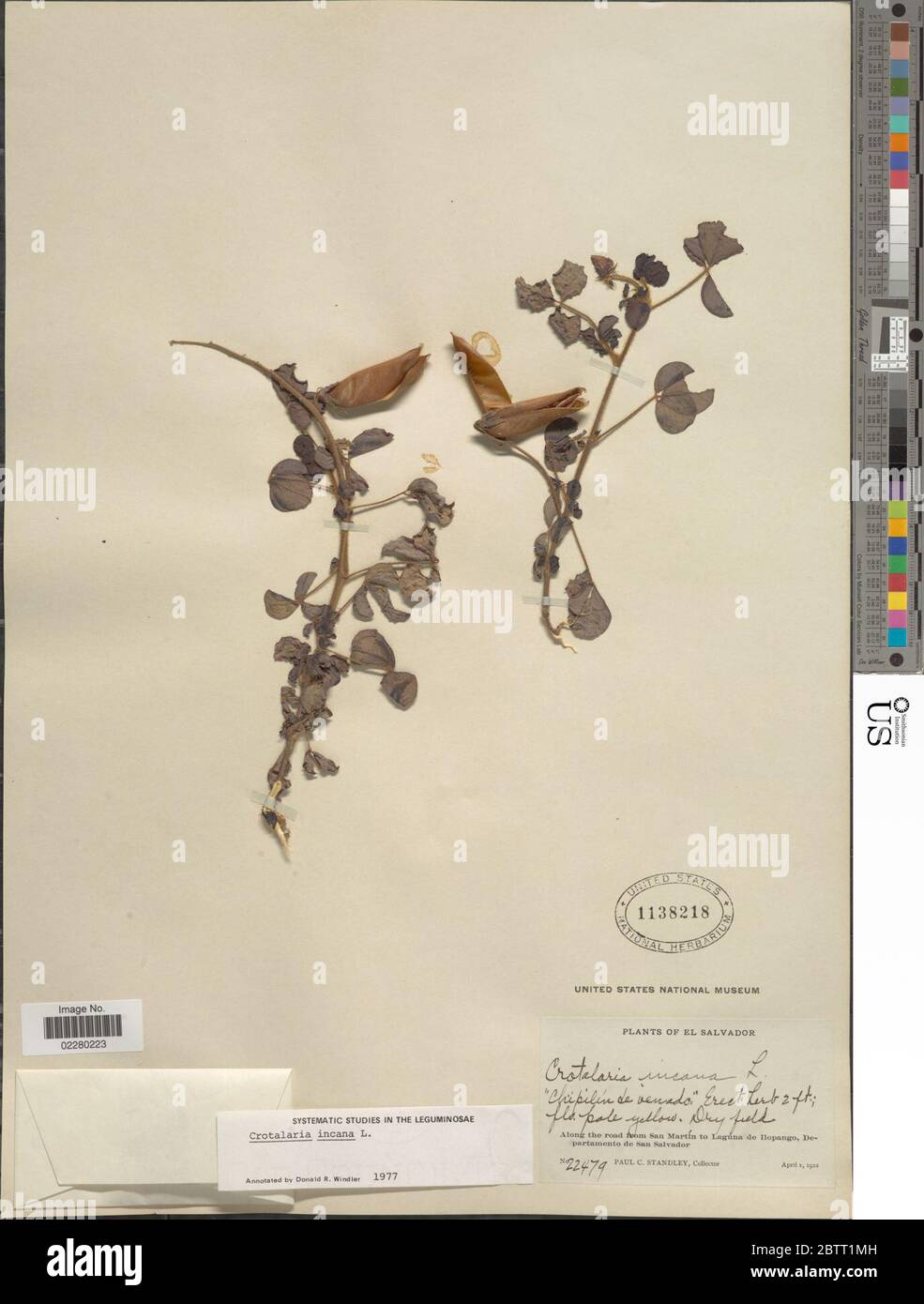 Crotalaria incana L. Stock Photo