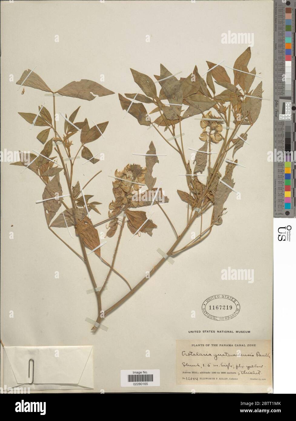 Crotalaria guatemalensis. Stock Photo