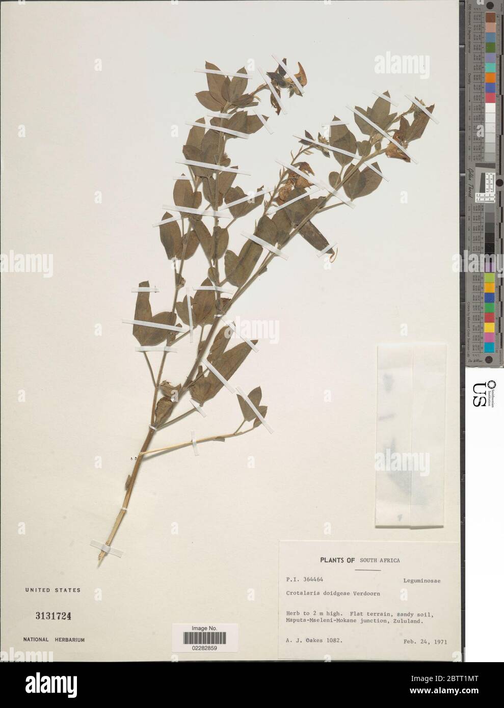 Crotalaria doidgeae Verd. Stock Photo