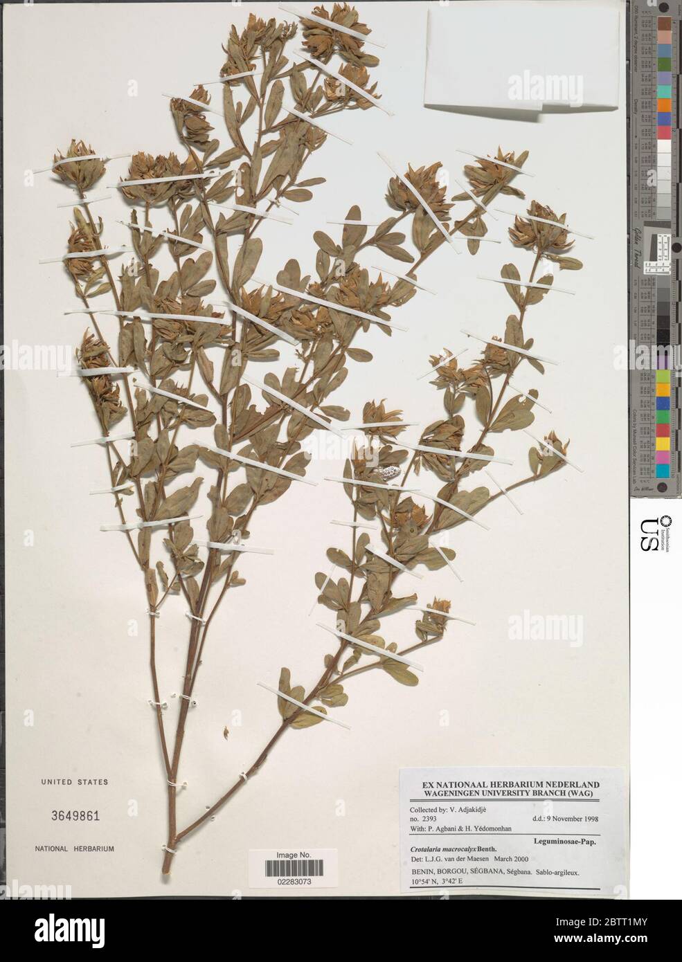 Crotalaria macrocalyx Benth. Stock Photo