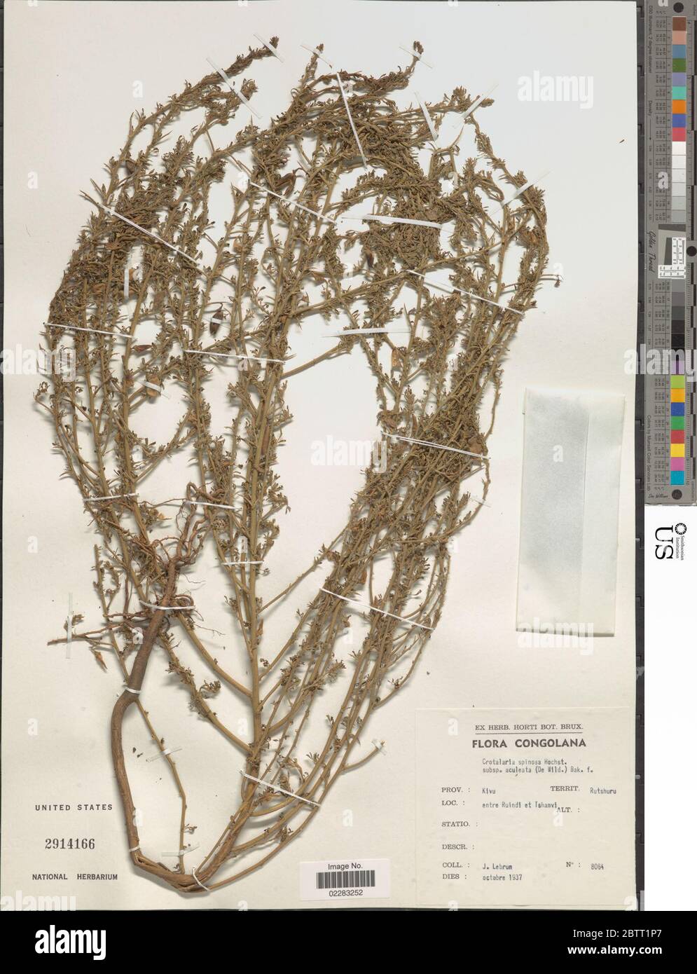 Crotalaria spinosa Benth. Stock Photo