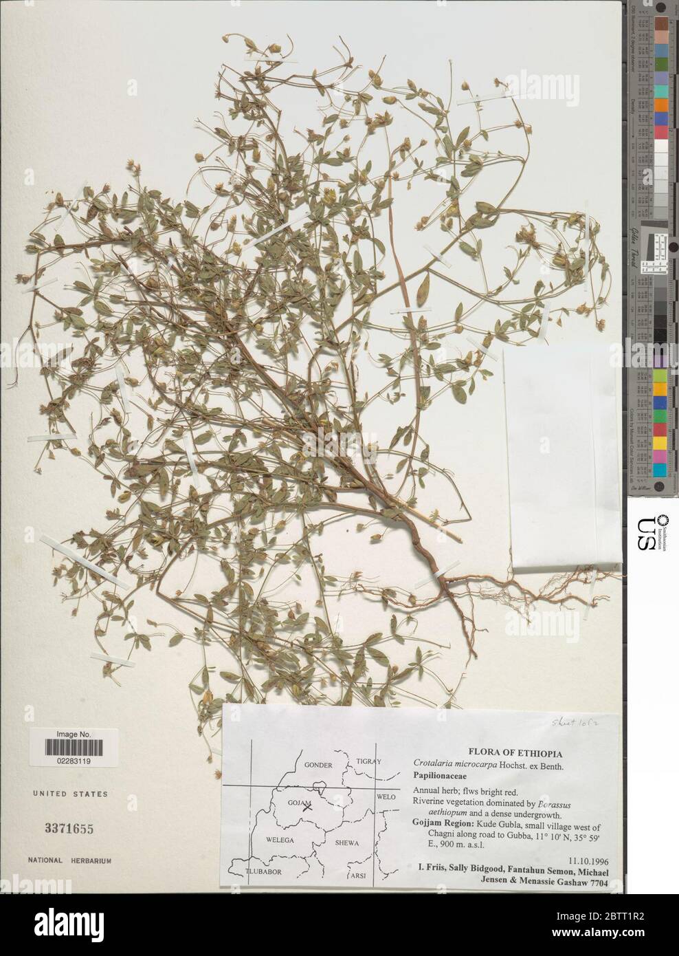 Crotalaria microcarpa Benth. Stock Photo