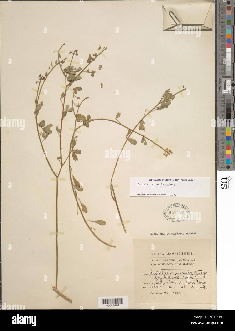 Crotalaria pumila Ortega. Stock Photo