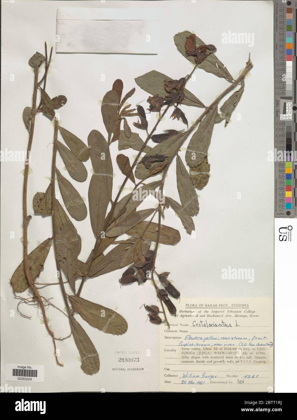 Crotalaria retusa L. Stock Photo