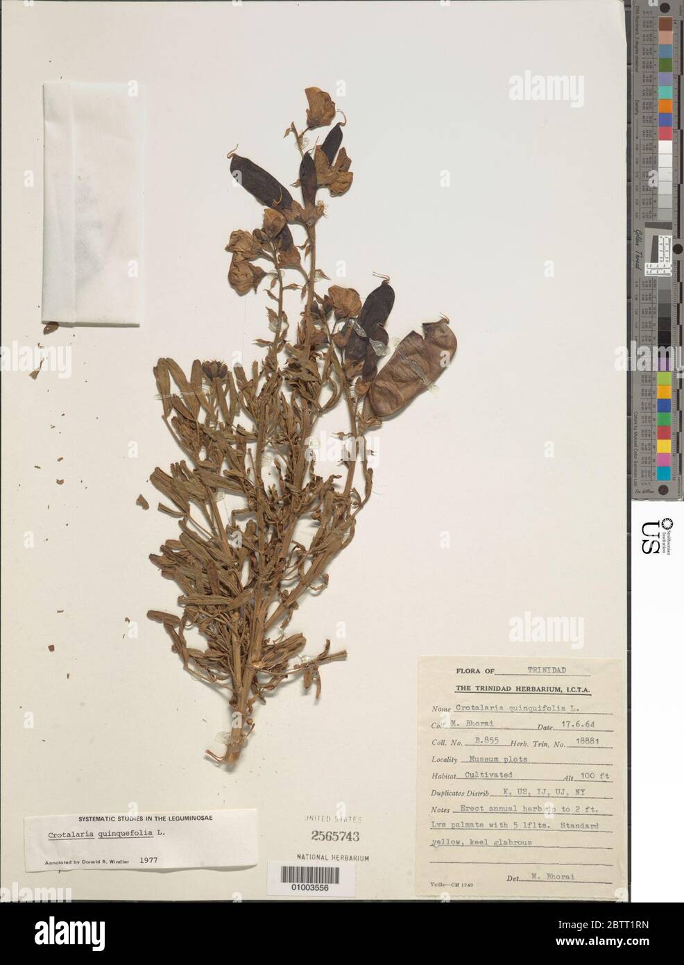 Crotalaria quinquefolia L. Stock Photo