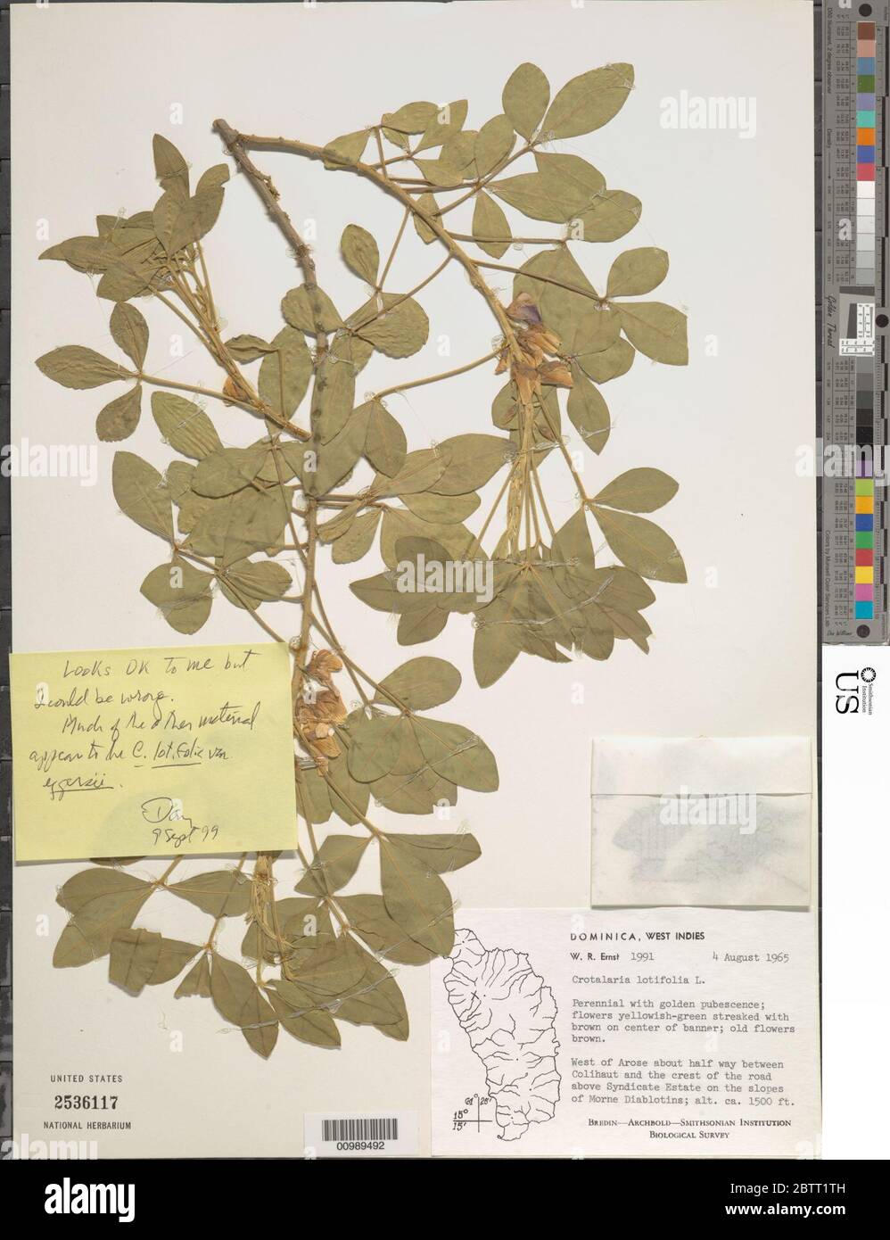 Crotalaria latifolia L. Stock Photo