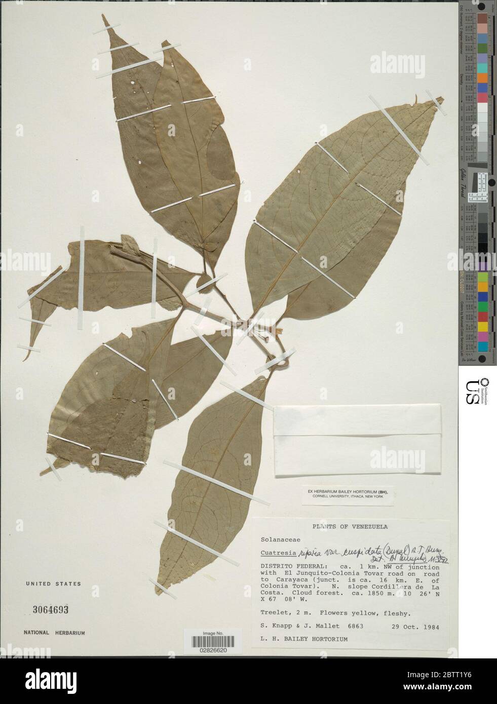 Cuatresia riparia var cuspidata Dunal Hunz Stock Photo Alamy