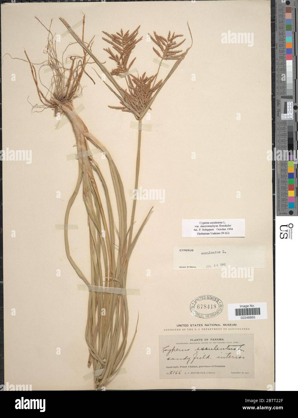 Cyperus esculentus L. Stock Photo