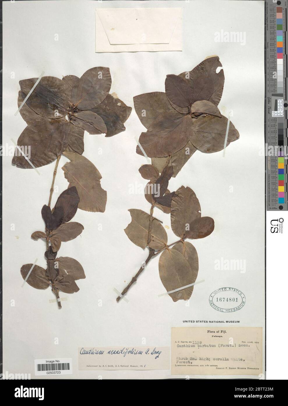 Cyclophyllum sessilifolium A Gray AC Sm SP Darwin. Stock Photo