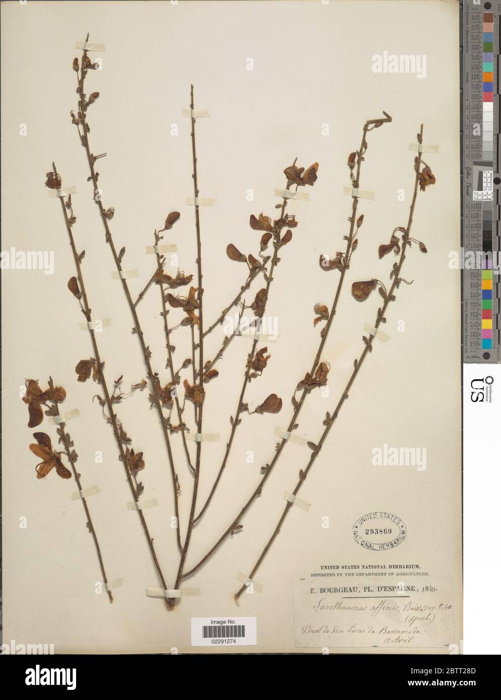 Cytisus affinis. Stock Photo