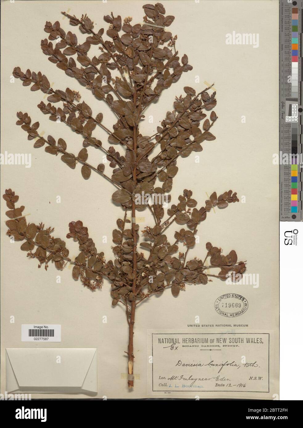 Daviesia buxifolia Benth. Stock Photo