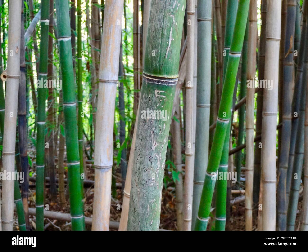 Bamboo thicket hires stock photography and images Alamy